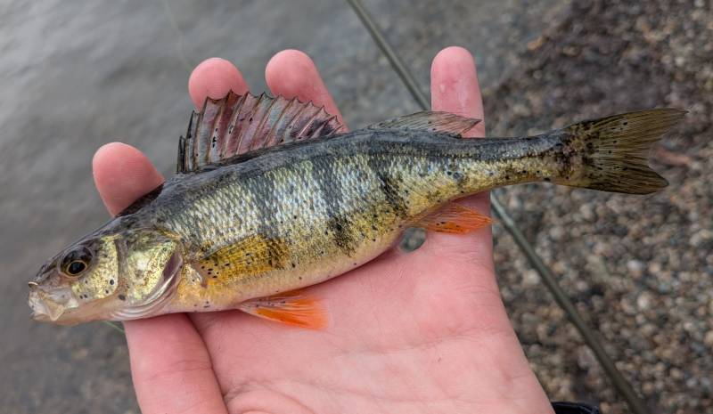 Yellow perch in Center Line