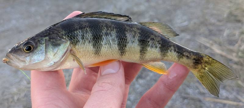 Yellow perch in Center Line