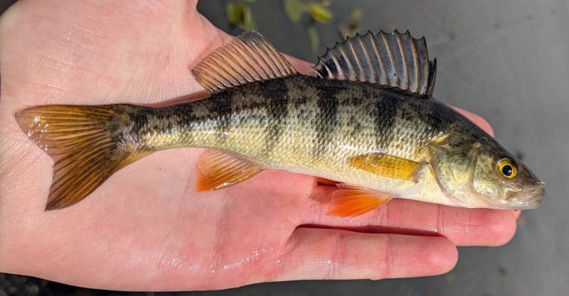 Yellow perch in Center Line