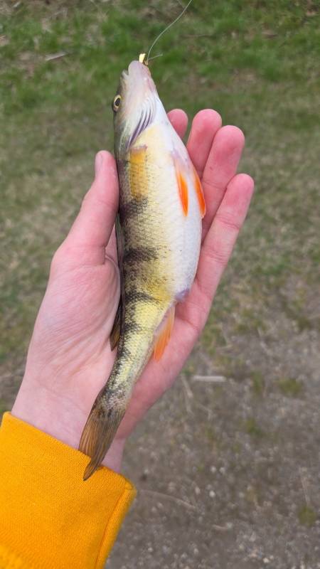 Yellow perch in Ecorse