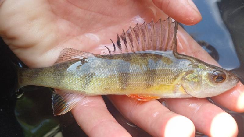 Yellow perch in Central