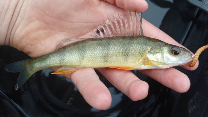 Yellow perch in Central