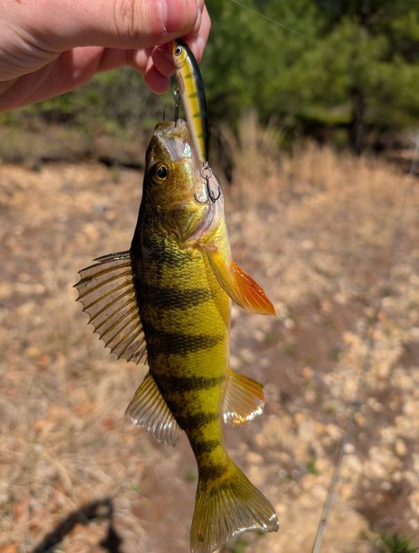 Yellow perch in Fitchburg