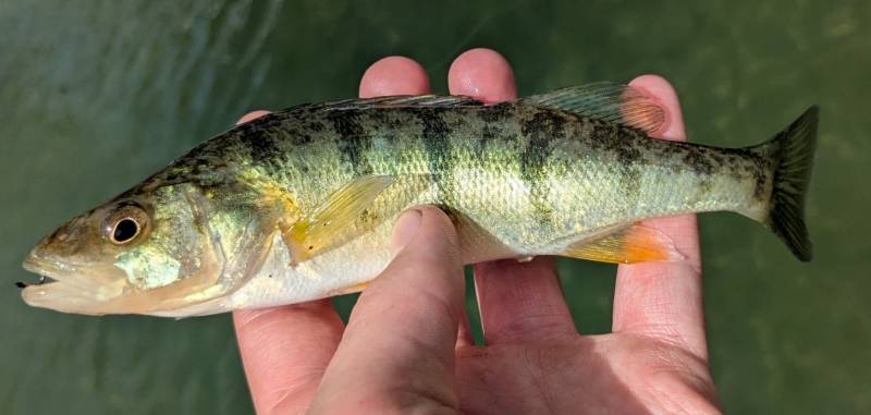 Yellow perch in Center Line