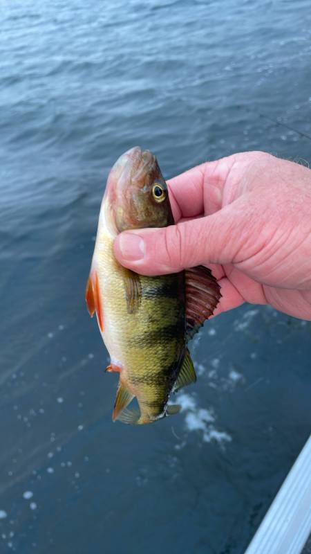 Yellow perch in Minnesota
