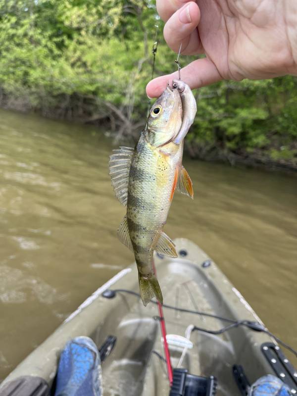 Yellow perch in Sharpsville