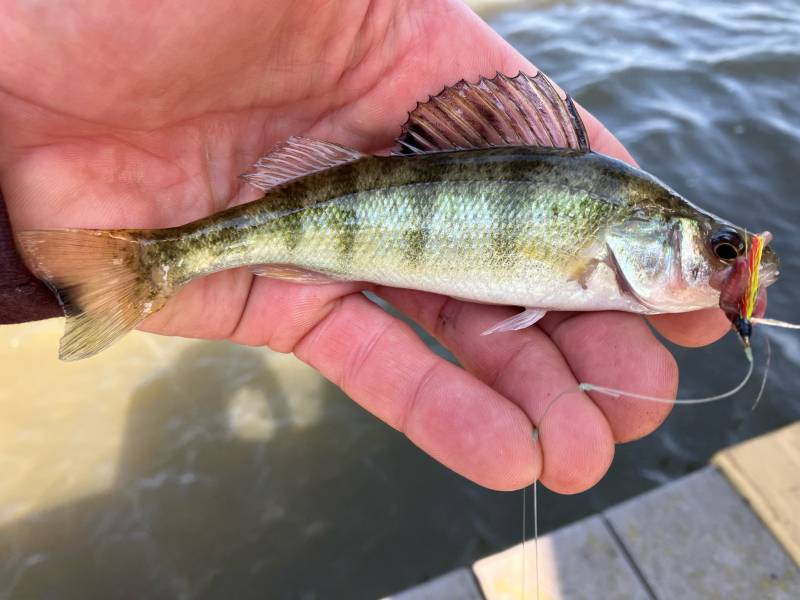 Yellow perch in Martin