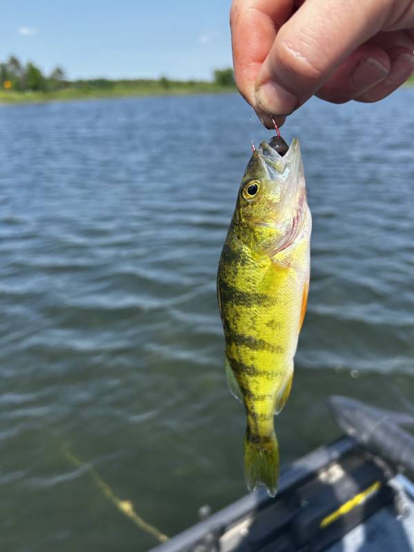 Yellow perch in Minnesota