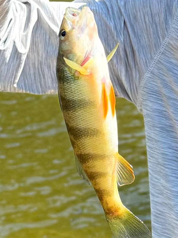 Yellow perch in Idaho