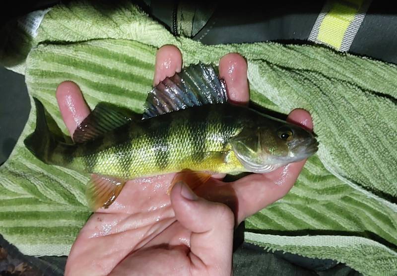 Yellow perch in Village of Valley Stream