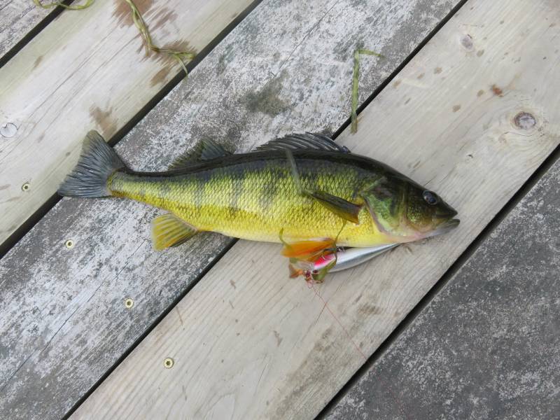 Yellow perch in Manistique