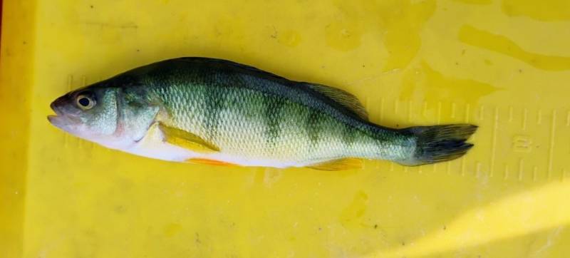 Yellow perch in Center Line