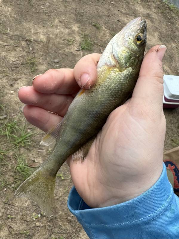 Yellow perch in Haw River