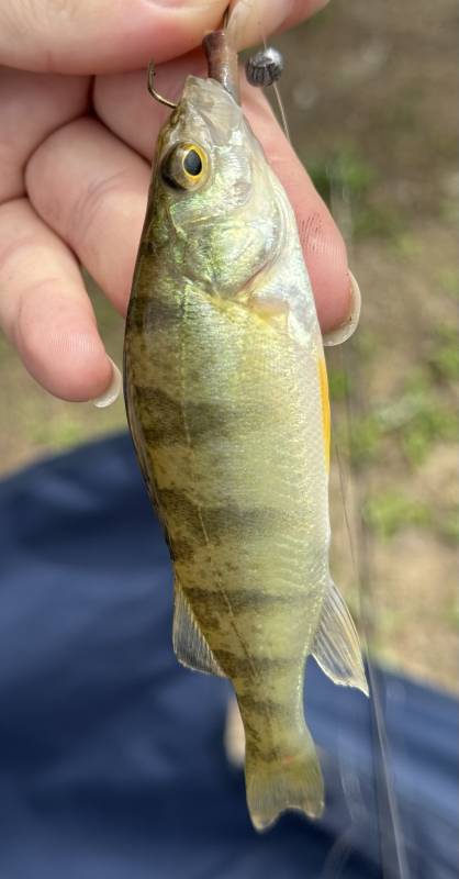 Yellow perch in Haw River
