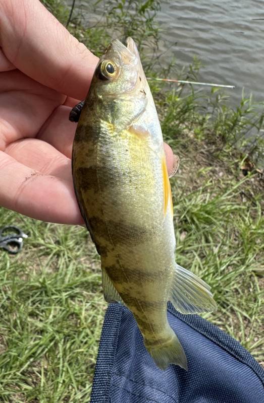 Yellow perch in Haw River