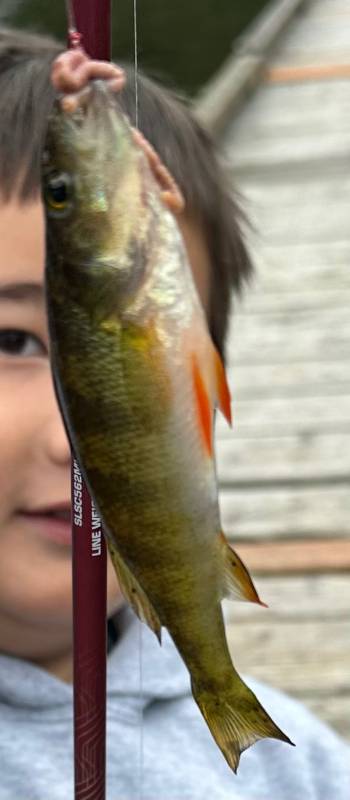 Yellow perch in Gearhart