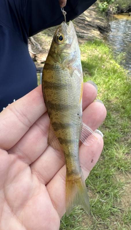 Yellow perch in Haw River