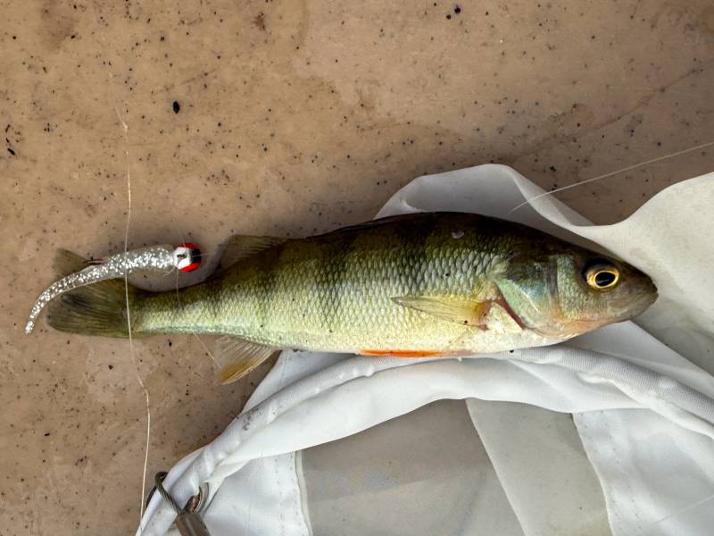 Yellow perch in Village of Dryden