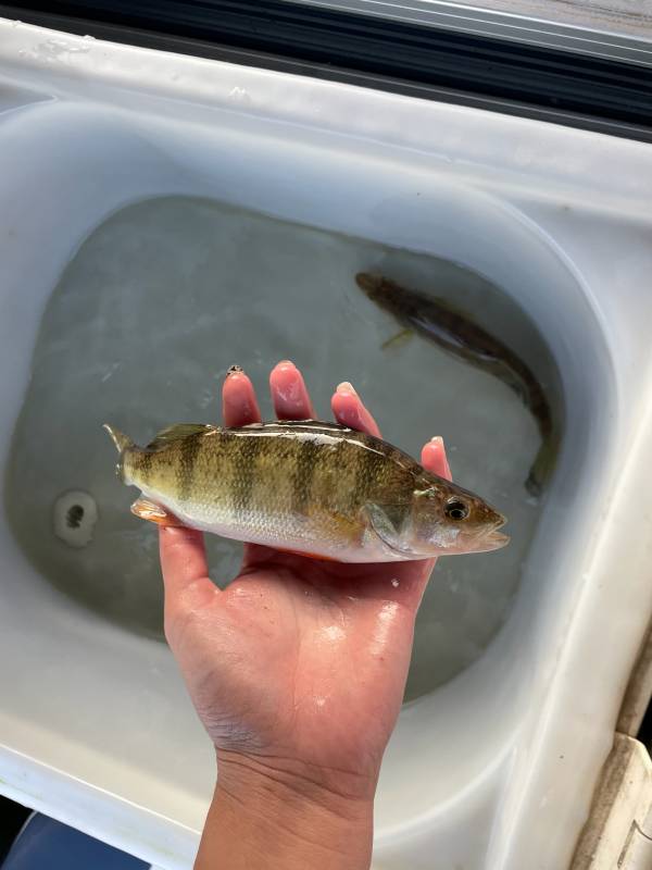 Yellow perch in Minnesota