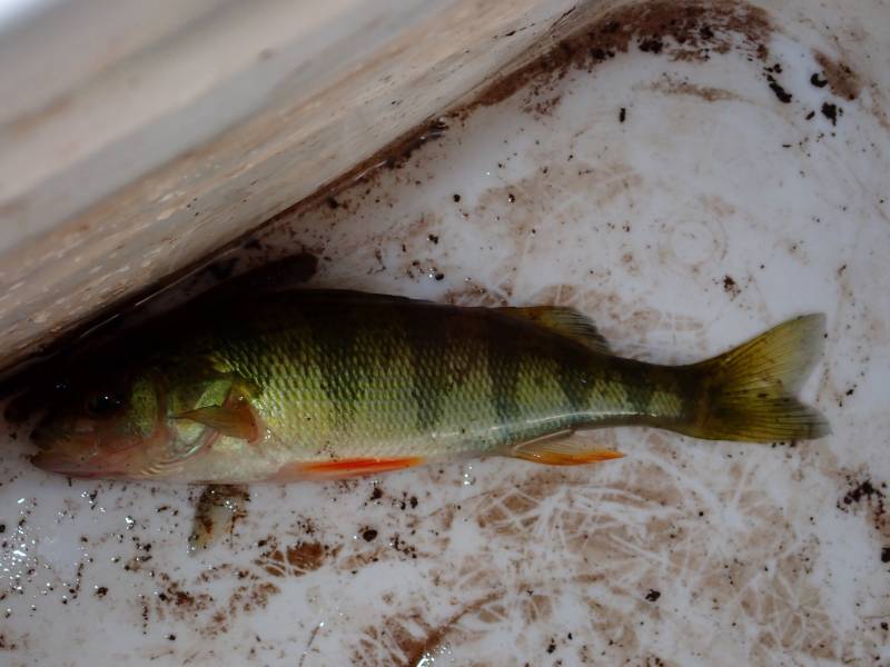 Yellow perch in Fountain Hill