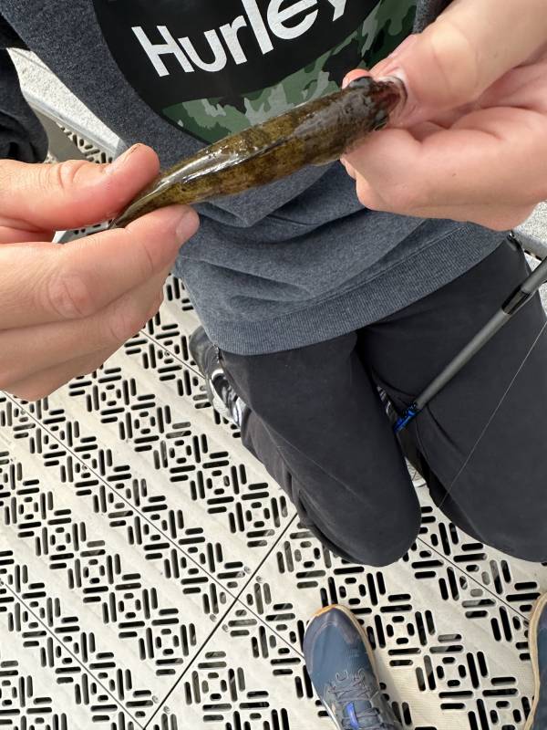 Yellow perch in Wisconsin