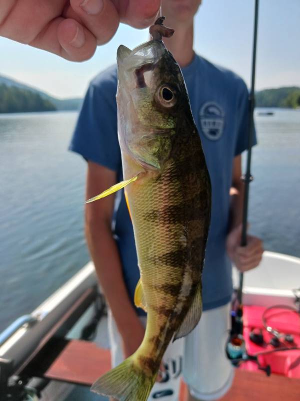 Yellow perch in Fairlee