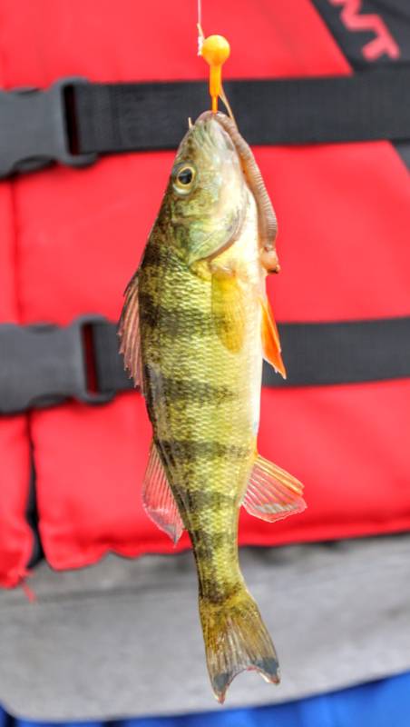 Yellow perch in Village of Fort Edward