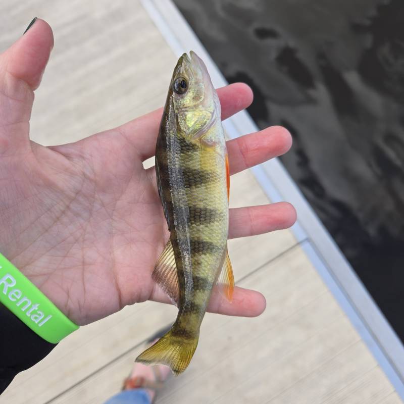 Yellow perch in Mount Pocono