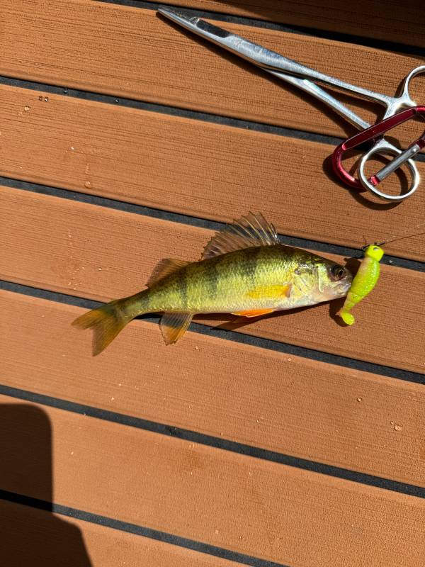 Yellow perch in Fountain Hill