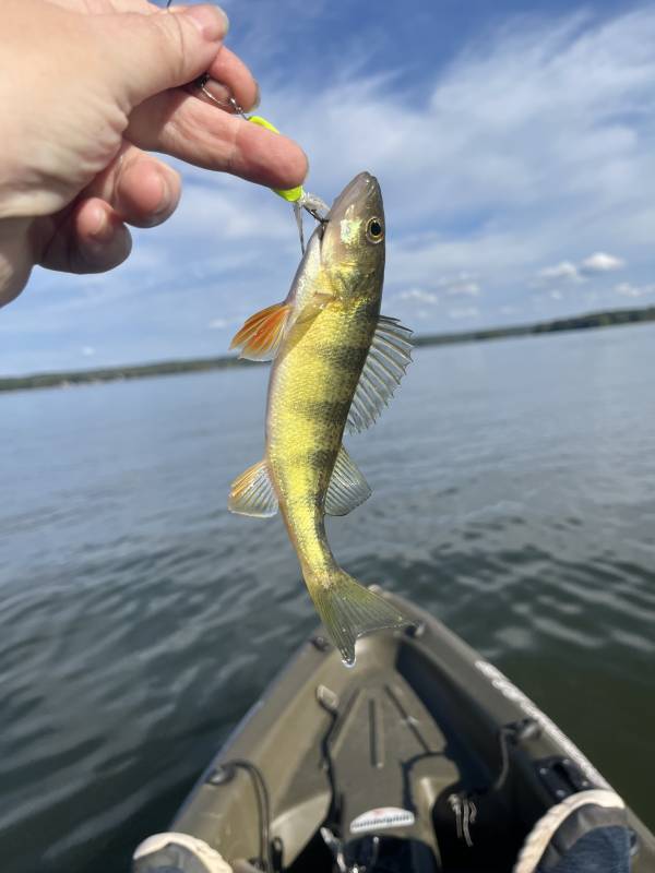 Yellow perch in Sharpsville