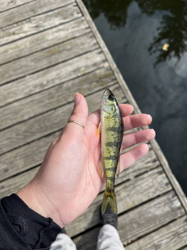 Yellow perch in Warrensville Heights
