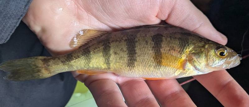 Yellow perch in Center Line