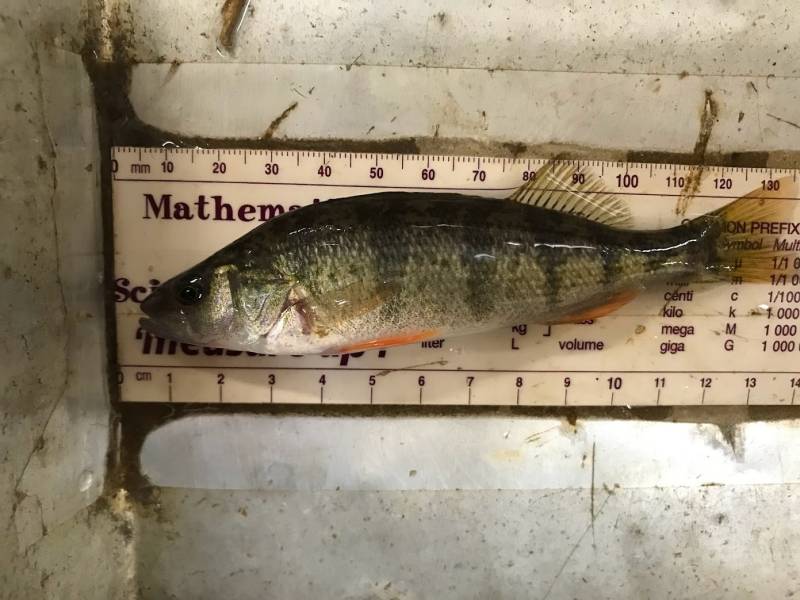 Yellow perch in Cathlamet