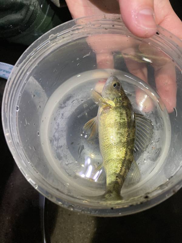 Yellow perch in Milford