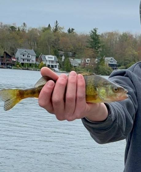 Yellow perch in Mount Pocono