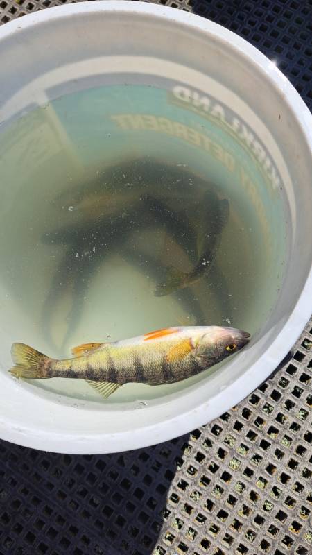 Yellow perch in Snoqualmie