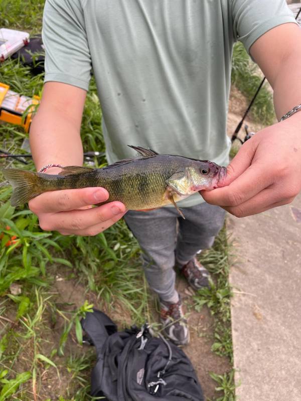 Yellow perch in Strasburg