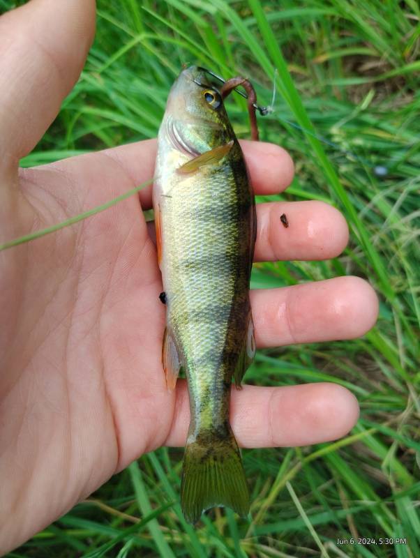 Yellow perch in Stevens Point