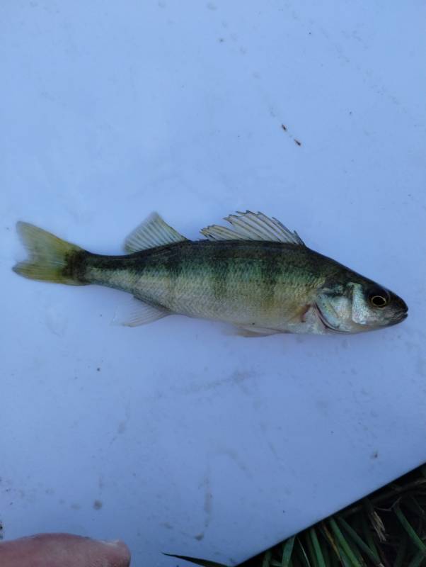 Yellow perch in Victor