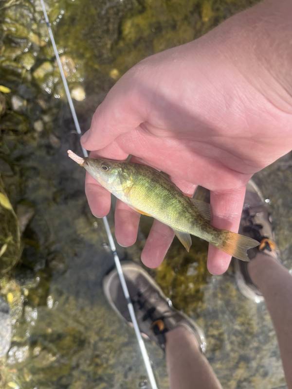 Yellow perch in Ogden