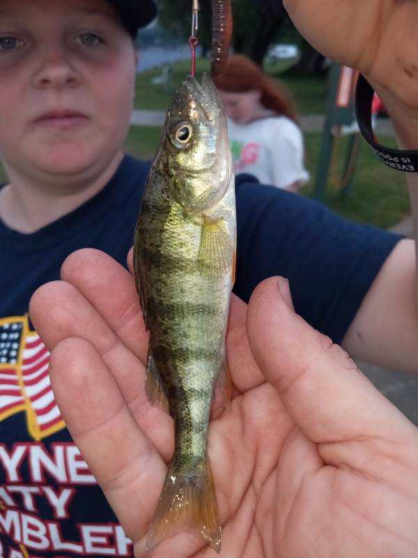 Yellow perch in Boyne Falls