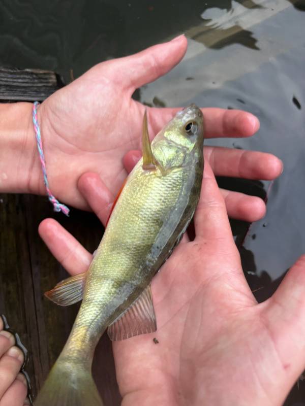 Yellow perch in Fairlee