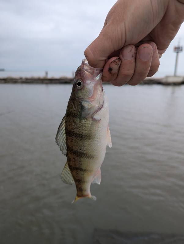 Yellow perch in Huron