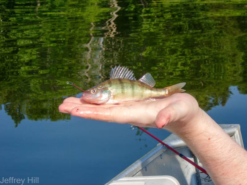 Yellow perch in Minnesota