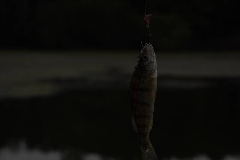 Yellow perch in Lexington