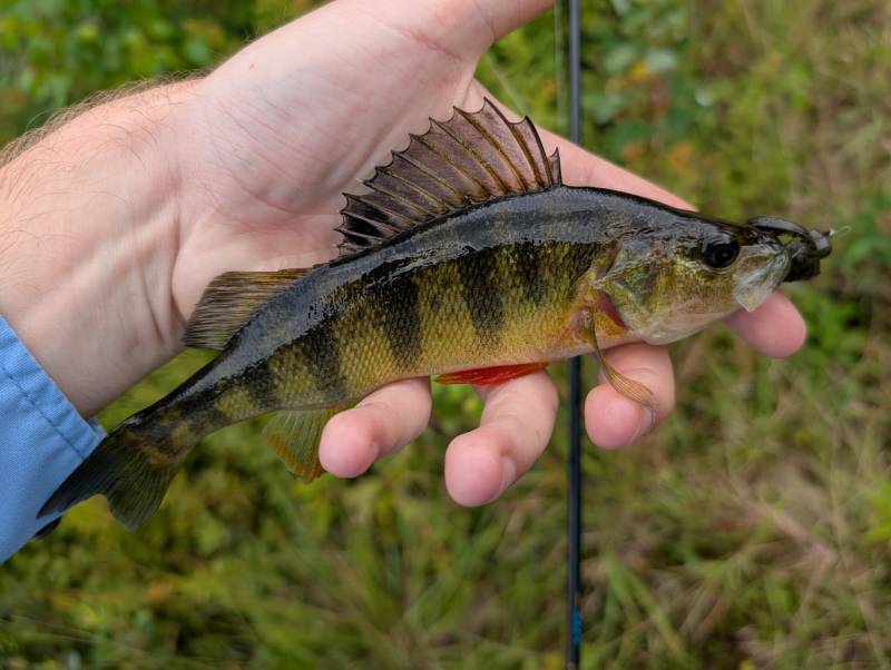 Yellow perch in Nashua