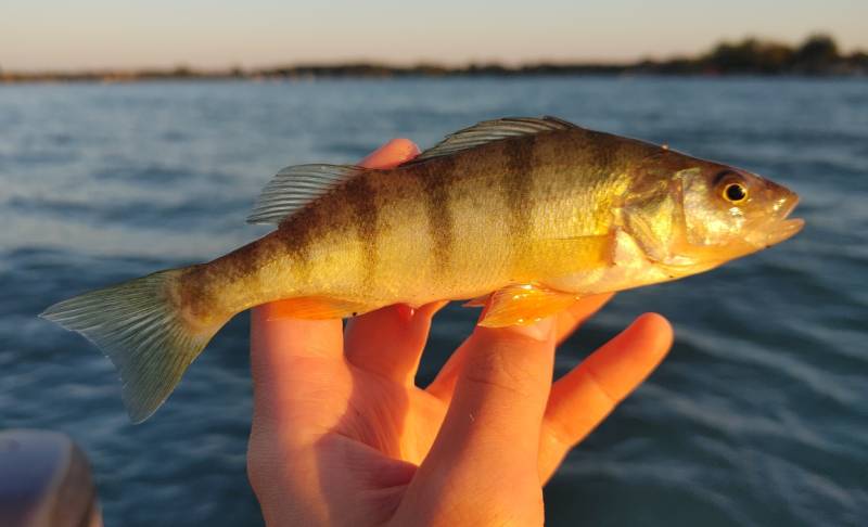 Yellow perch in Imlay City