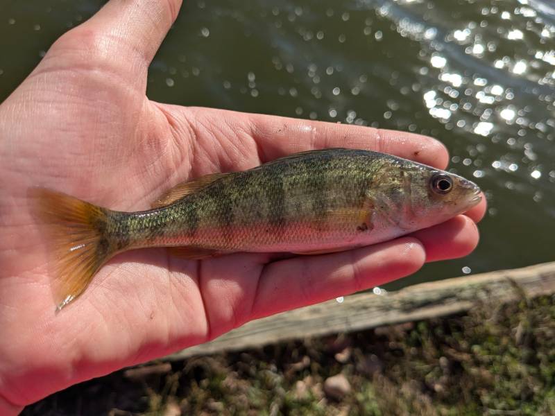 Yellow perch in Ecorse