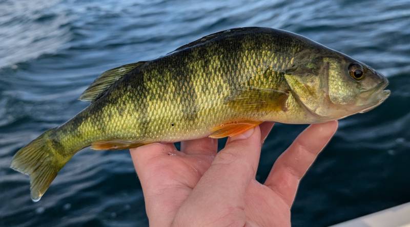 Yellow perch in Center Line