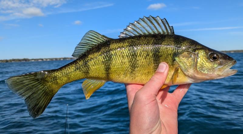 Yellow perch in Center Line